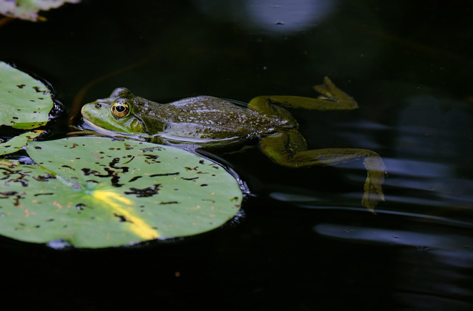 Frog swimming in pond