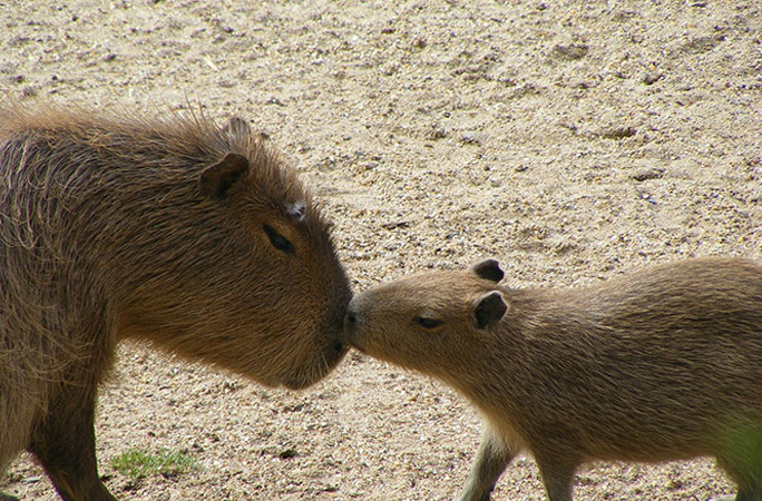 Capybaras touching noses