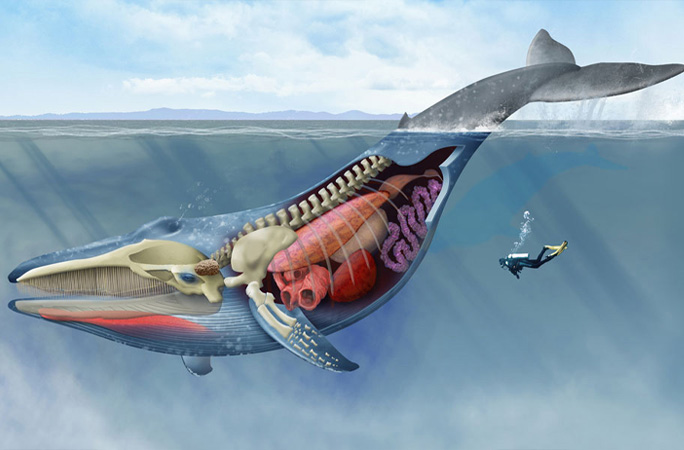 Largest whale next to human