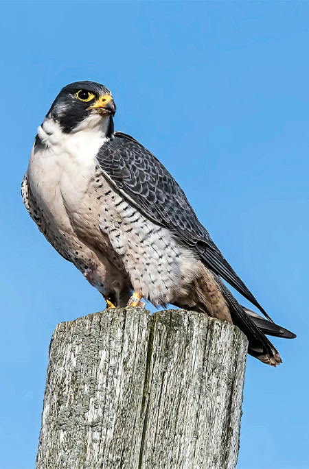 peregrine sitting on tree