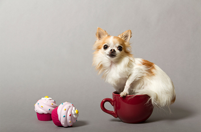 dog next to cupcakes