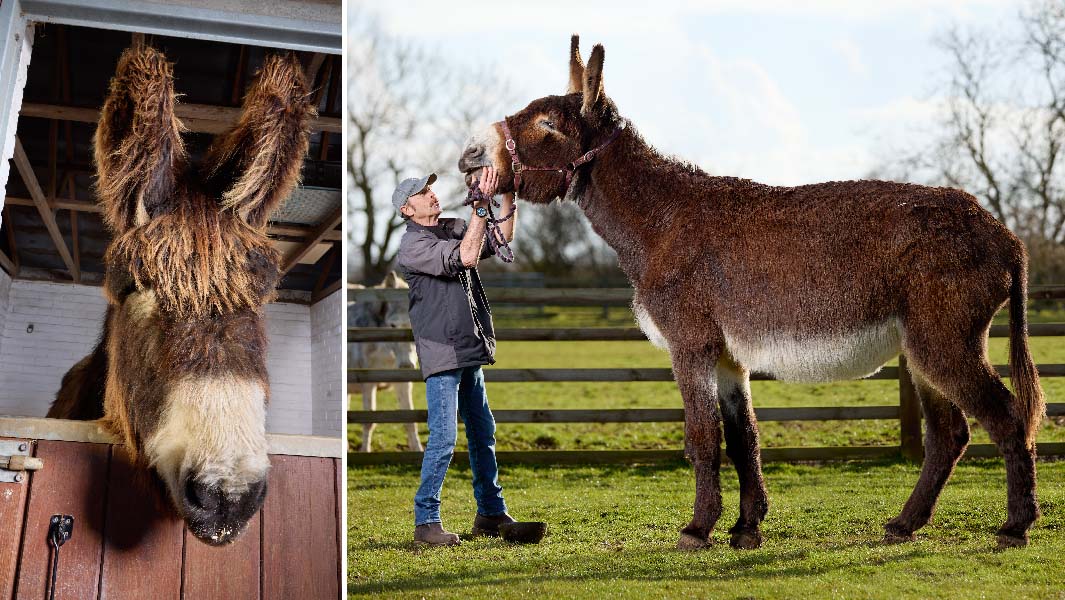Split image two donkeys