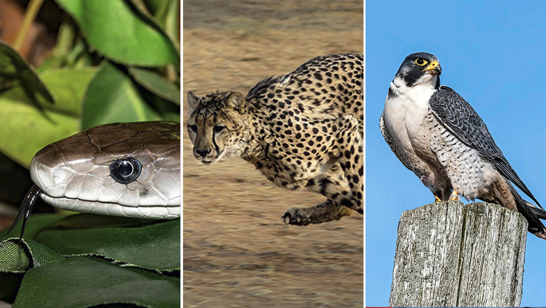 Snake cheetah and peregrine