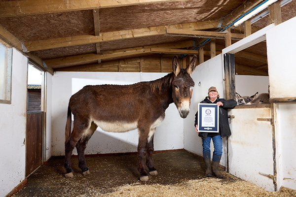 donkey with record certificate