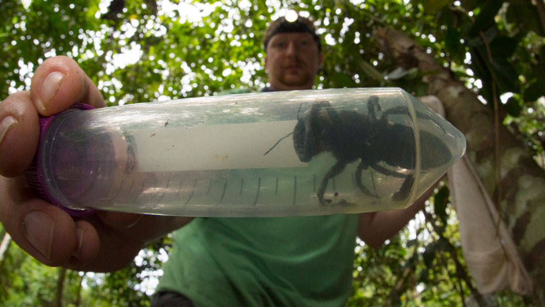 Giant bee trapped