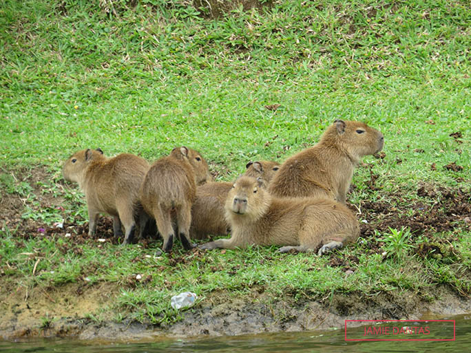 capybara puppies