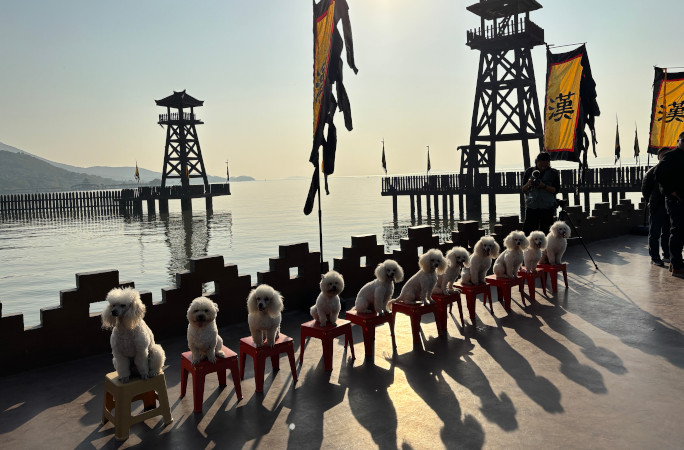 dogs sitting in a row