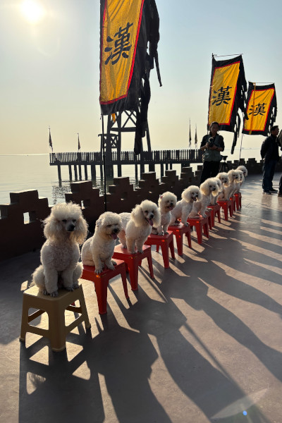 dogs sitting on stools