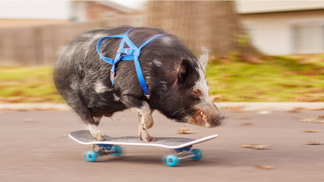 Meet Norbert, the coolest pig with awesome skating skills