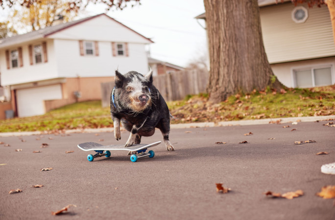 pig skating on street