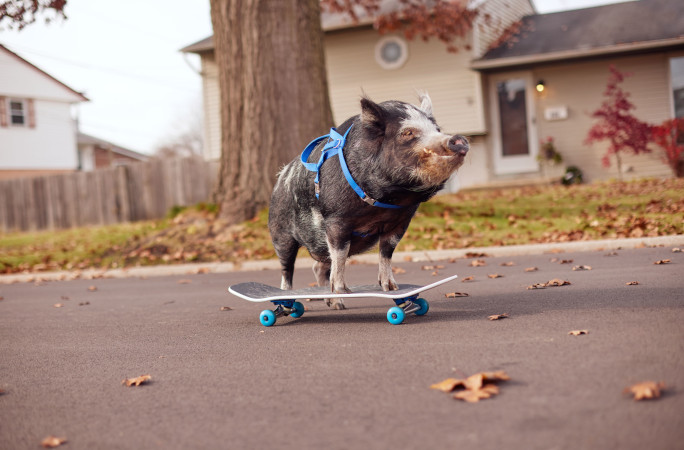 Norbert skating in front of house