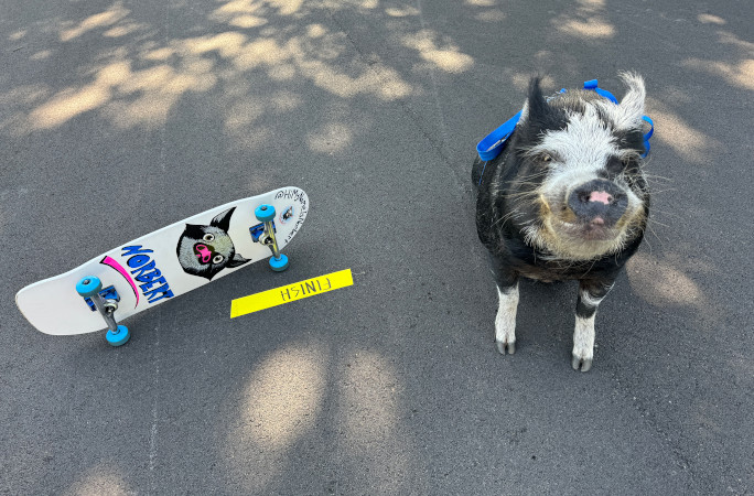 Norbert sitting proudly on finish line