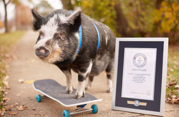 pig posing with record certificate