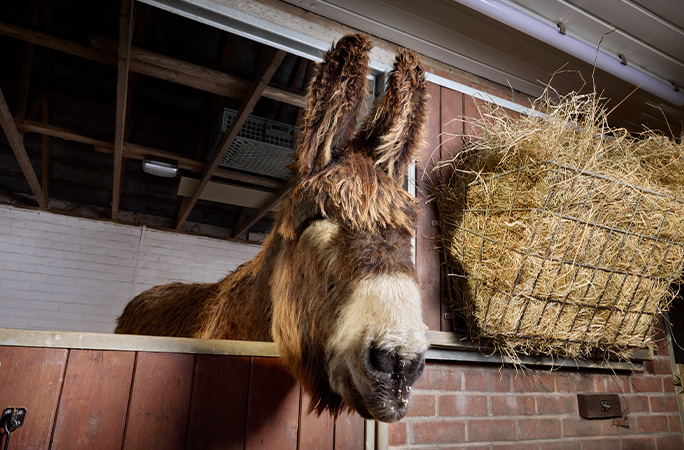 donkey with longest ears