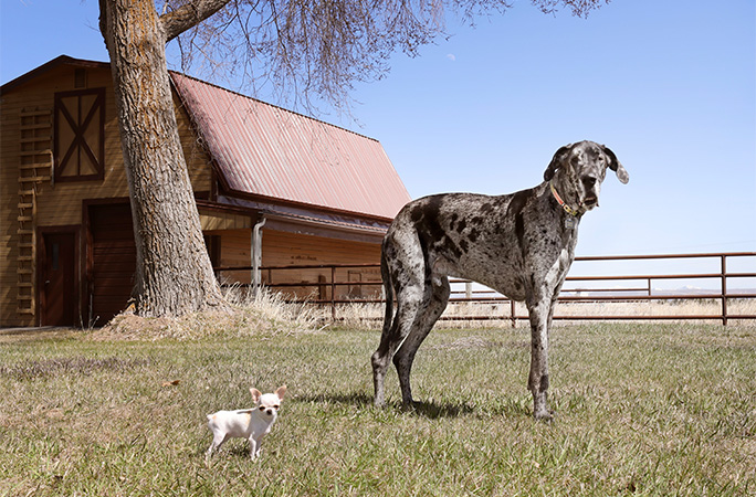 tallest shortest dog