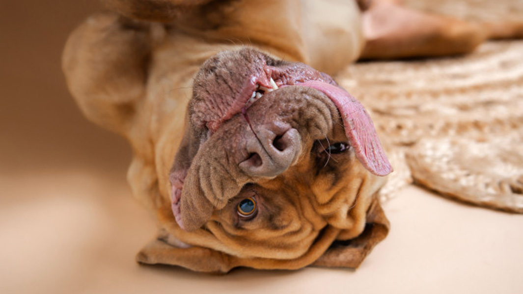 split header ozzy posing alone and with santa