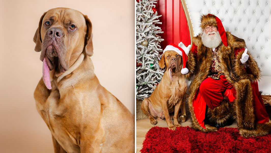 split header ozzy posing alone and with santa