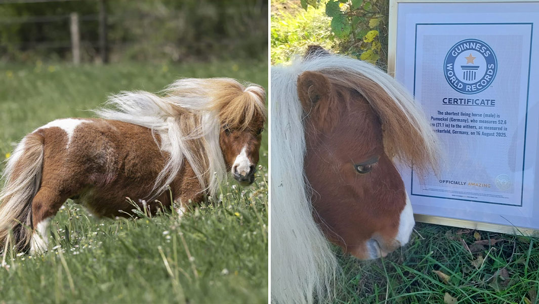 Shortest horse with certificate