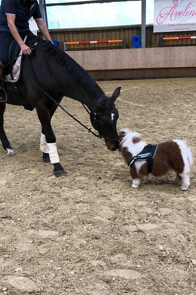 shortest horse touching nose with tall horse