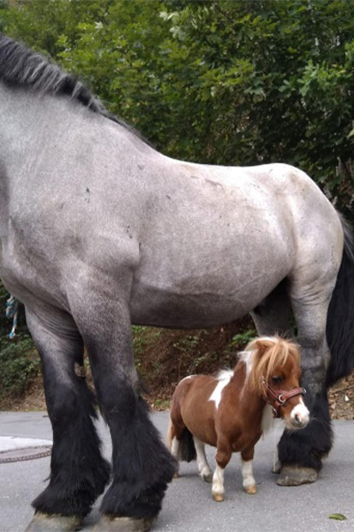 shortest horse under a big horse