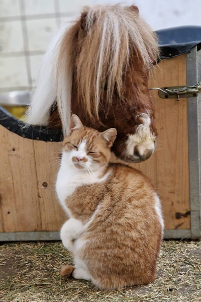 shortest horse with cat