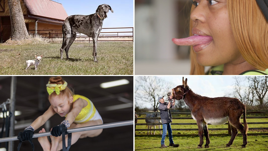 split image dogs longest tongue gymnastic girl donkey
