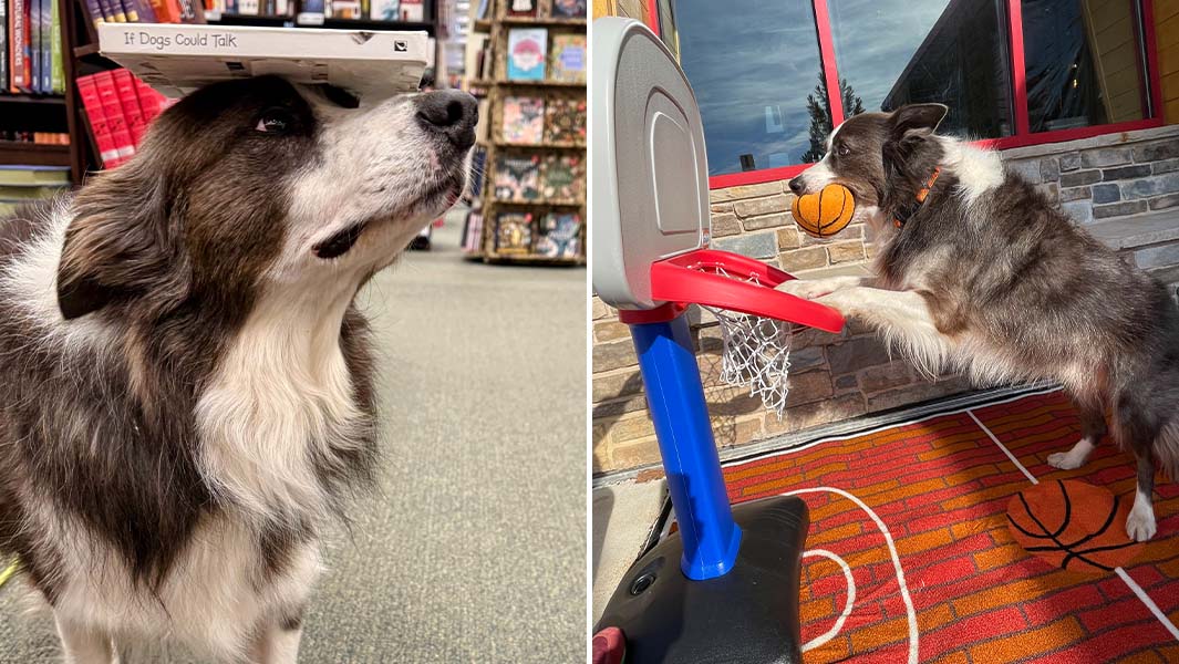 leonard lee split image