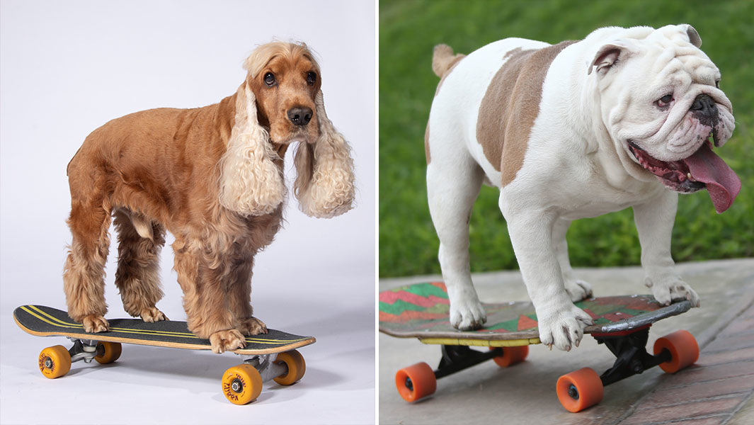 longest human tunnel travelled through by a dog on a skateboard header
