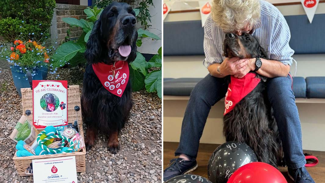 blood donor dog split header