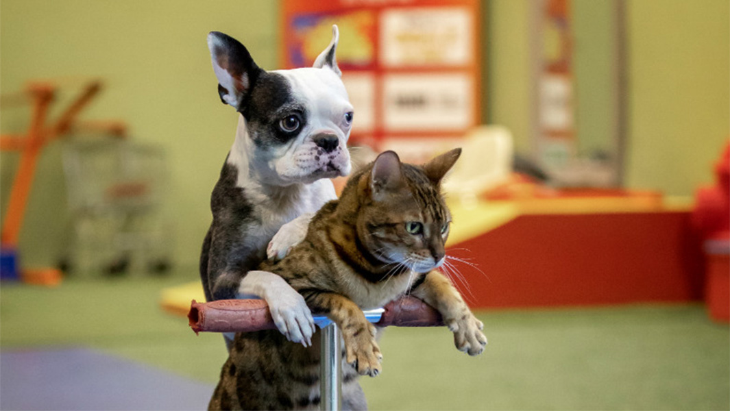 fastest 5 m on scooter by a dog and cat pair header