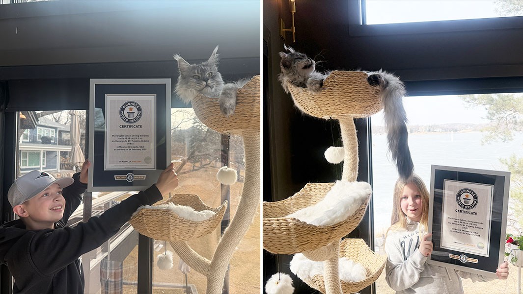 longest tail cat kids split kids