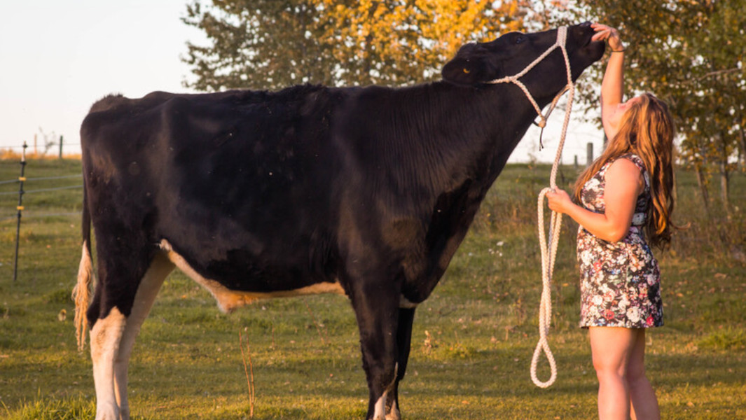 tallest living steer header