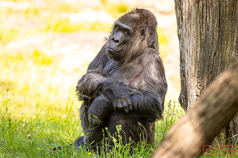 Fatou with crossed arms looking at camera