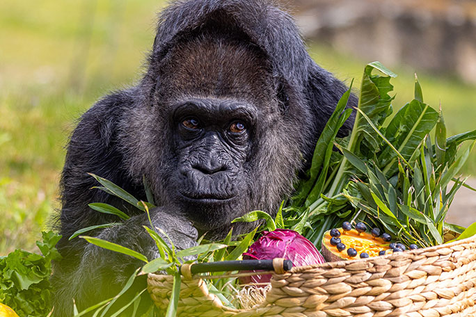 Fatou with fruit basket