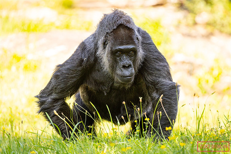 Fatou walking on grass