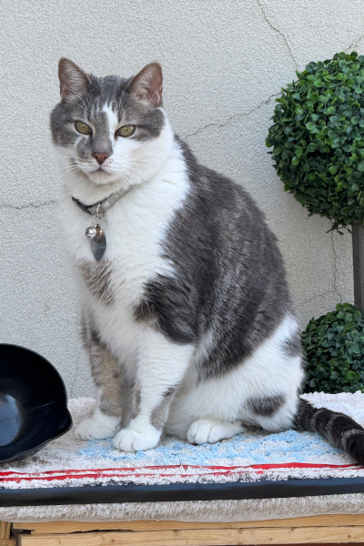 Oscar sitting