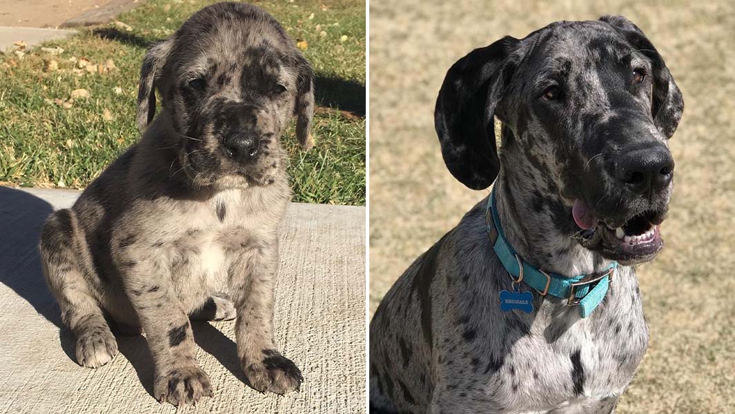 Young Reggie split image