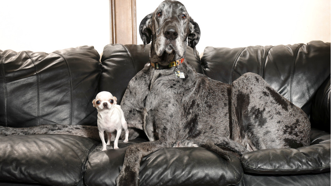 Tallest and smallest dog on sofa