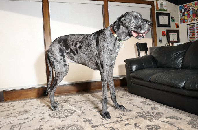 Massive Reggie standing