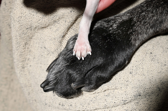 Paws closeup
