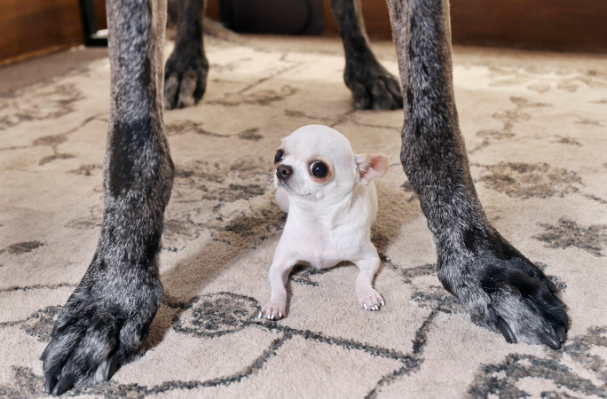 Pearl in Reggie's legs