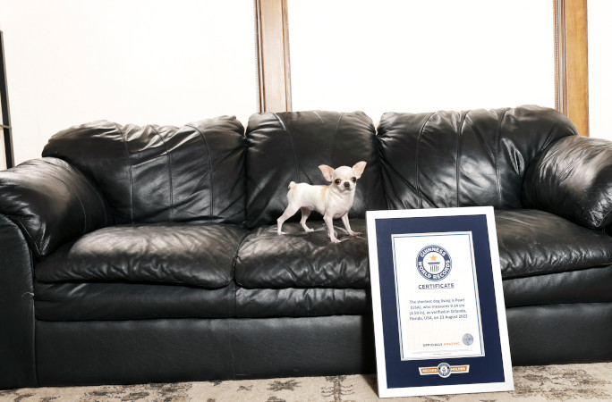 Pearl on sofa