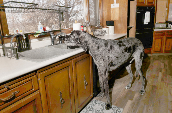 Reggie drinking from faucet