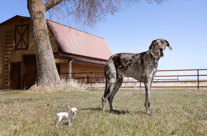 Dogs standing outside