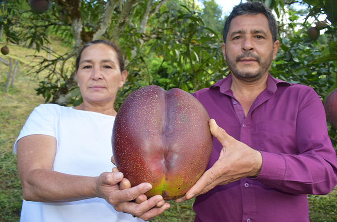 Farmers holding heaviest mango
