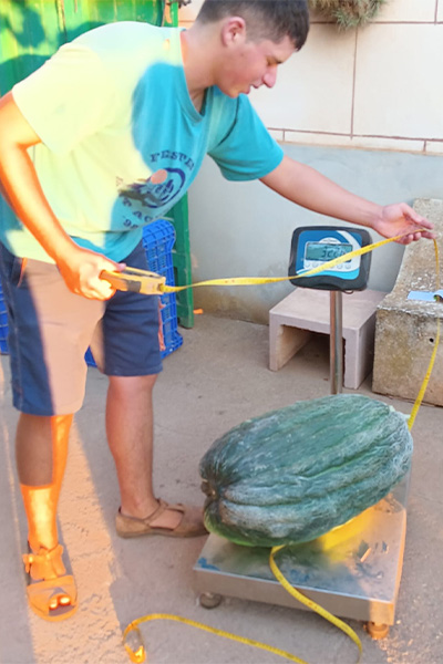 Heaviest cantaloupe melon being weighed