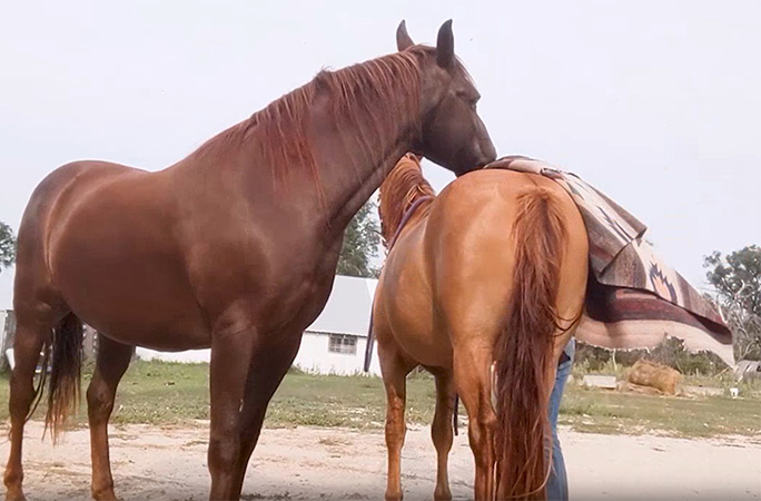 Rusty putting a blanket on another horse