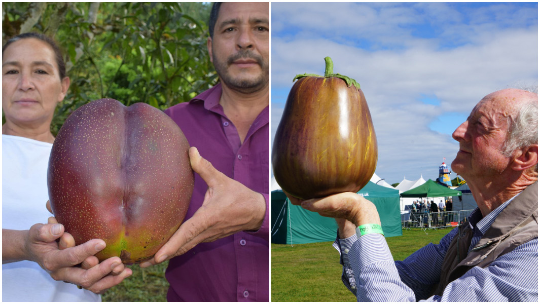 Split image heaviest mango and eggplant
