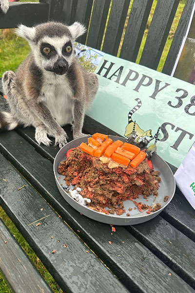 Stumpy with cake