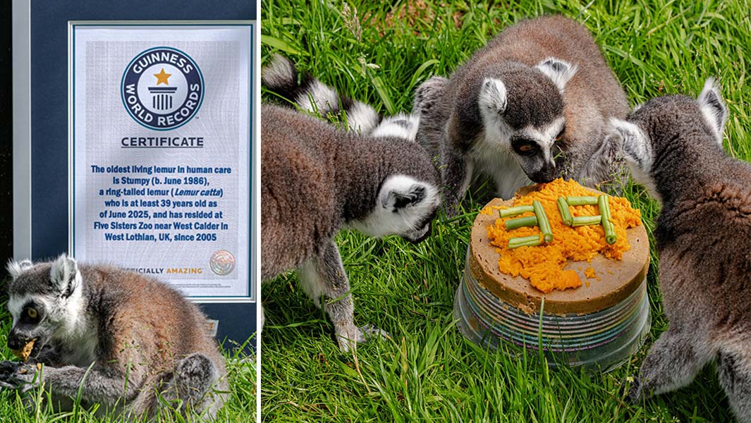 Stumpy with other lemurs